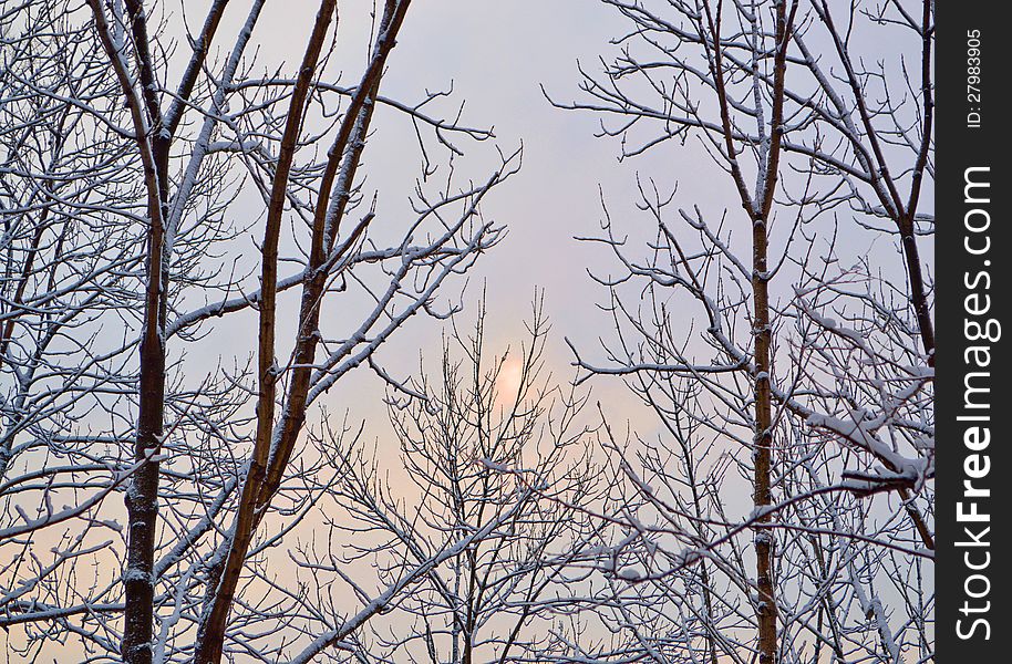 The branch of trees with the first snow on them in the morning. The branch of trees with the first snow on them in the morning