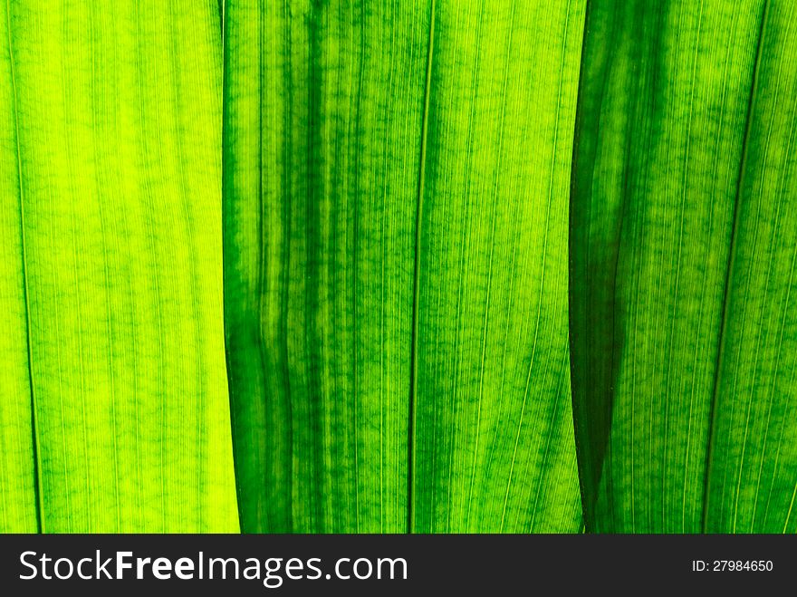 Big green leaf in various color shade closeup