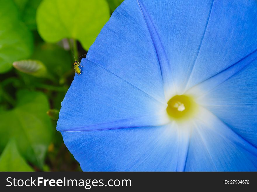 Blue Flower With Insect