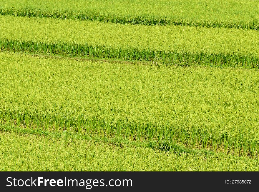 Rice Green Field In Step
