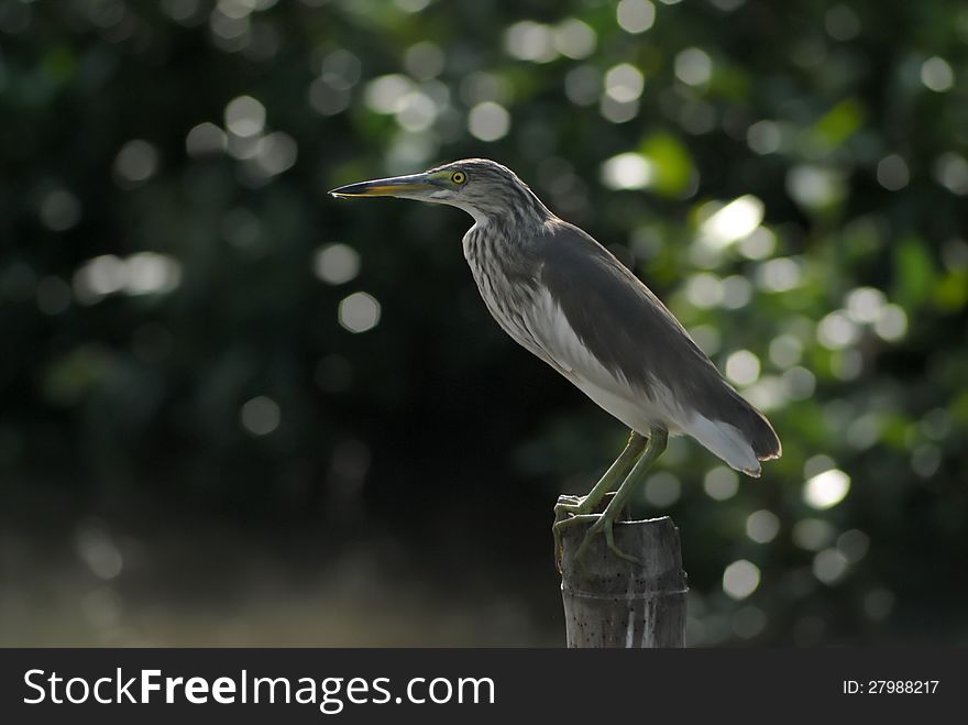 Chinese Pond Heron near the sea of thailand