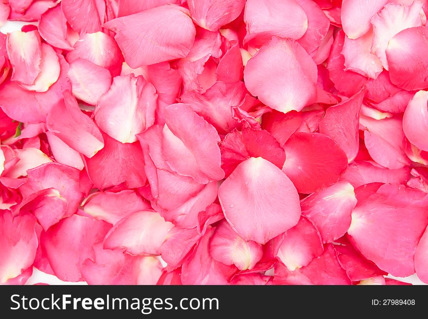 Background by Pink rose petals.