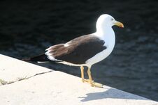 Free Seagull In Stockholm, Sweden. Royalty Free Stock Photo - 279847245