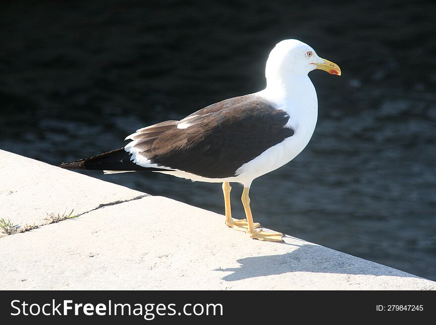 Seagull In Stockholm, Sweden.