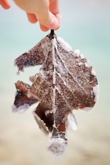 A Salt-glazed Leaf Stock Image A Salt-glazed Leaf Stock Image