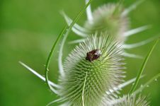 Sloe-bug Royalty Free Stock Photography Sloe-bug Royalty Free Stock Photography