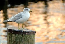 Seagull On Pier Post Royalty Free Stock Photography Seagull On Pier Post Royalty Free Stock Photography