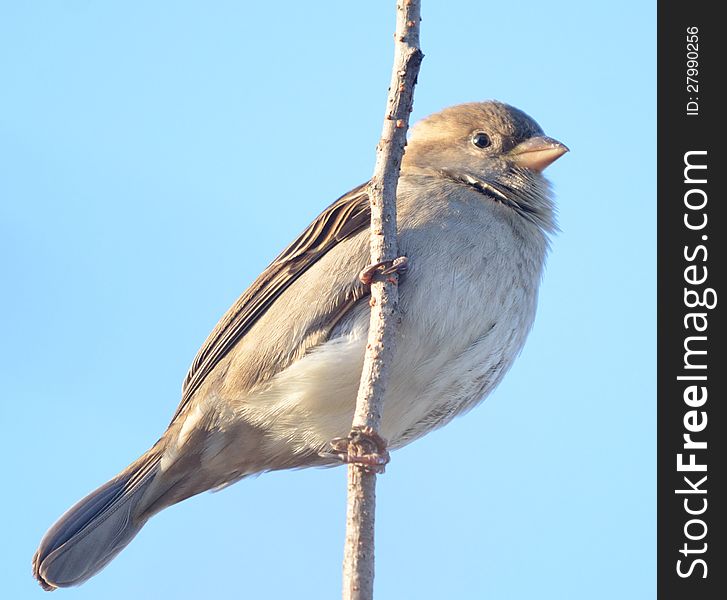 The sparrows are a family of small passerine birds