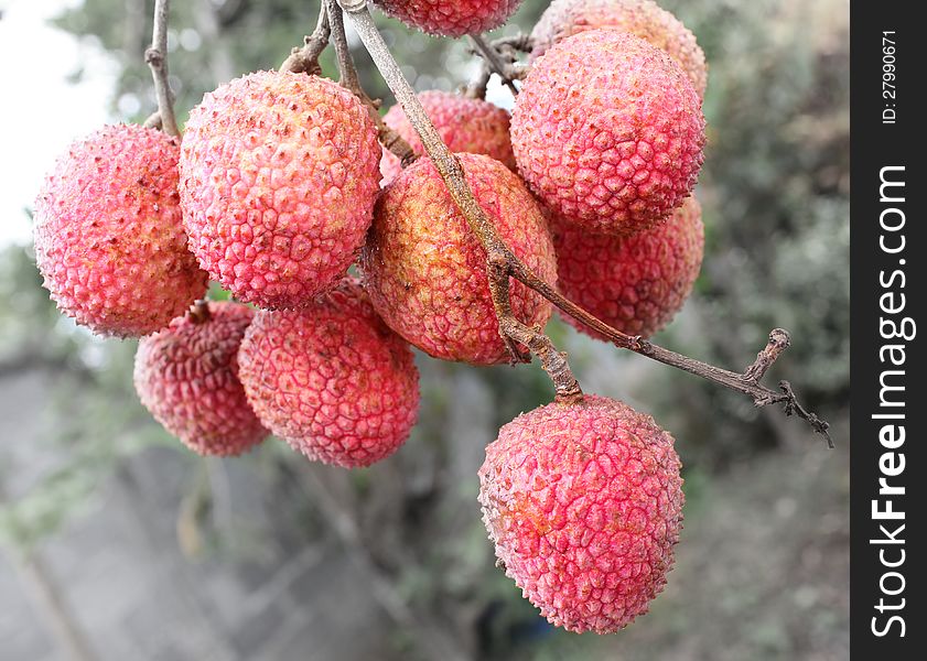 A bunch of hanging lychees