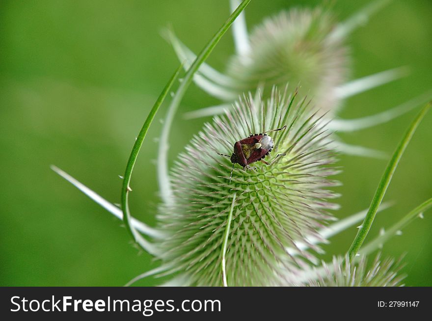 Cloe-bug (Dolycoris baccarum) in the Black Forest on a thistle. Cloe-bug (Dolycoris baccarum) in the Black Forest on a thistle.