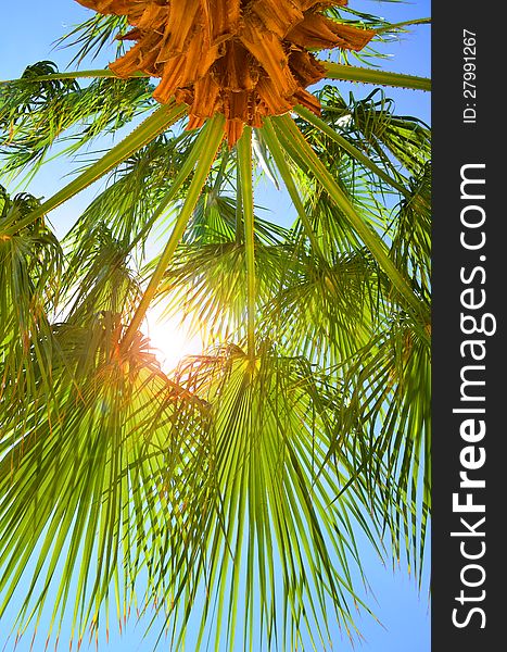 Palm tree against sunny sky. Palm tree against sunny sky