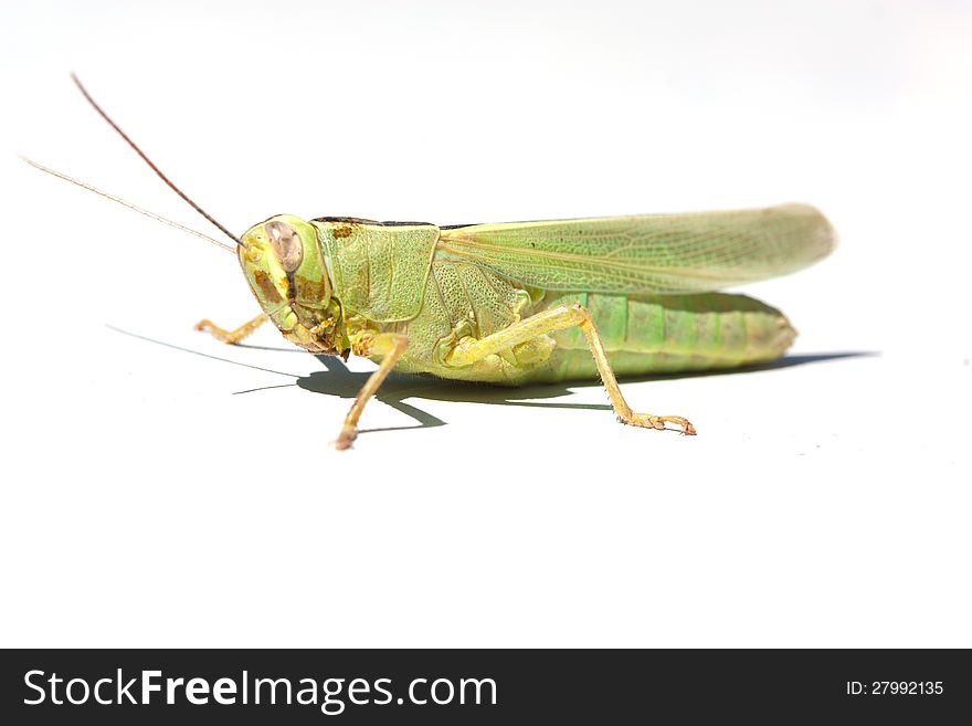 Grasshopper from side on white background