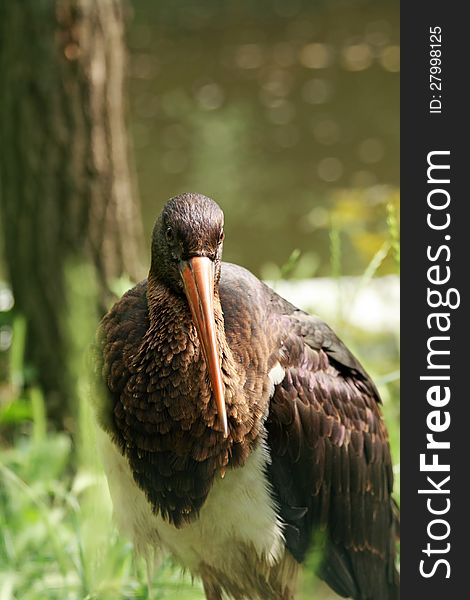 Portrait of the cormorant. Outdoors