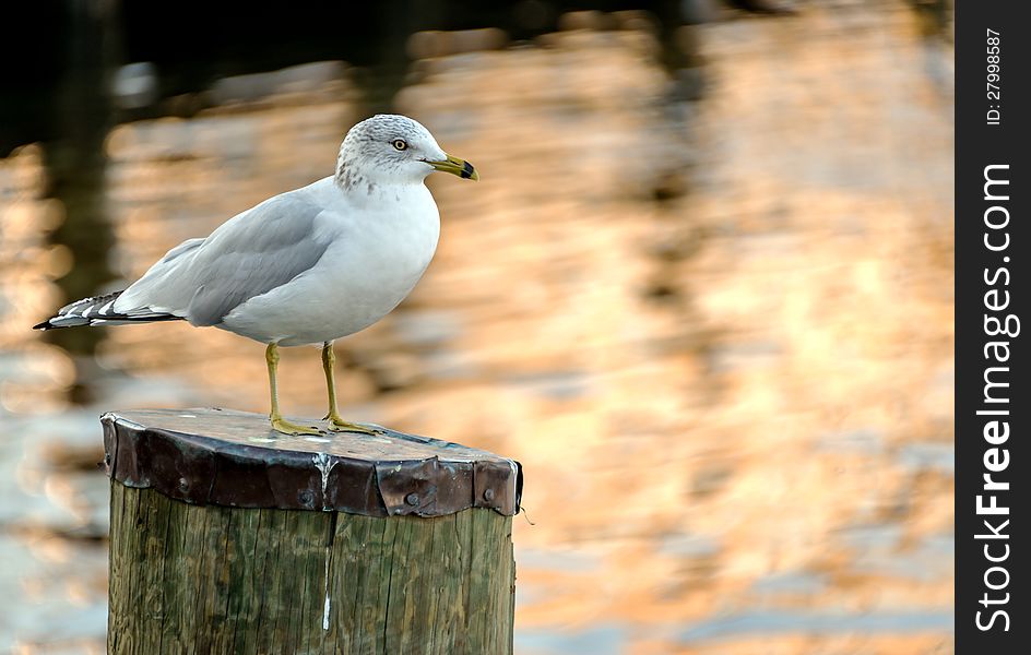 Seagull standing on a pier post at sunset. Seagull standing on a pier post at sunset.