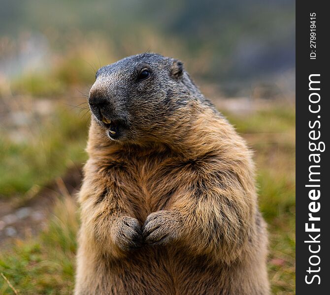 Cute wild Groundhog, standing on his hind legs with his mouth open. Blurred background. Groundhog with fluffy fur sitting on a mea