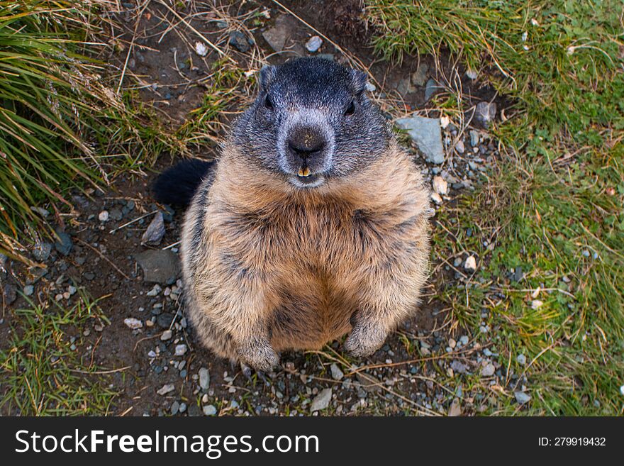 Cute wild Groundhog, standing on his hind legs with his mouth open. Groundhog with fluffy fur sitting on a meadow. Photographed on