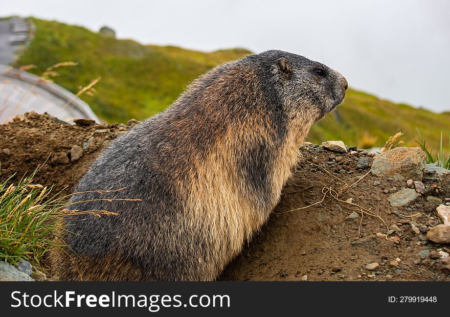 Cute Wild Groundhog Looking At The Grossglockner. View Of The Landscape. Groundhog With Fluffy Fur Sitting In A Meadow. Groundhog