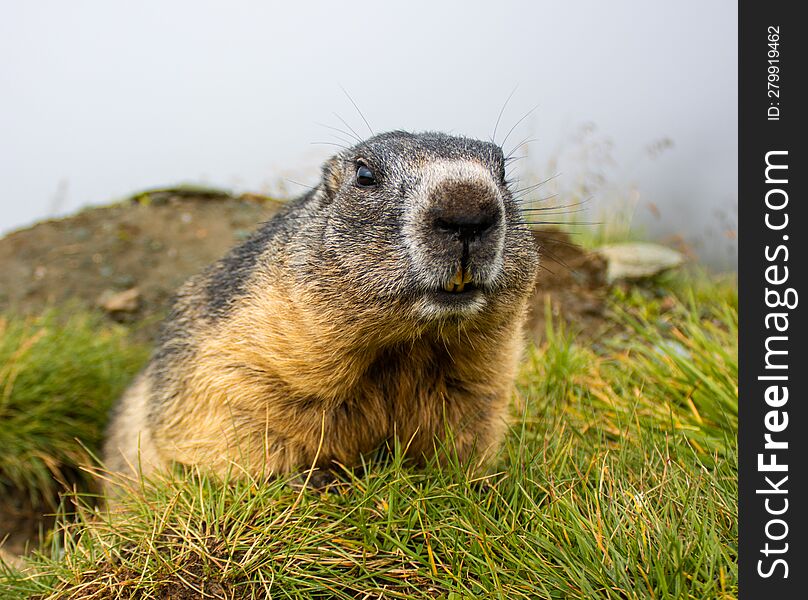 Cute wild Groundhog looking at the camera with his teeth bared. Groundhog standing on his hind legs. Groundhog with fluffy fur sit