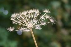 Plant Seedhead Royalty Free Stock Photo Plant Seedhead Royalty Free Stock Photo