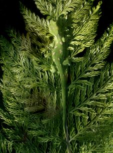 Gecko On Fern Leaf Royalty Free Stock Images Gecko On Fern Leaf Royalty Free Stock Images