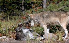 Timber Wolf Confrontation Royalty Free Stock Photos