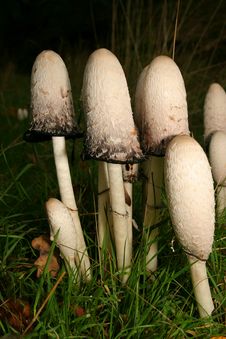 Inky Mushroom Beauties Royalty Free Stock Images