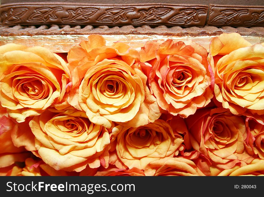 Orange roses 035