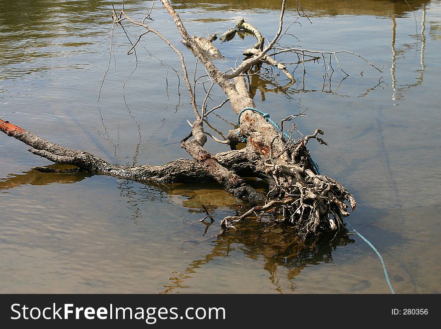 Dead Tree In River