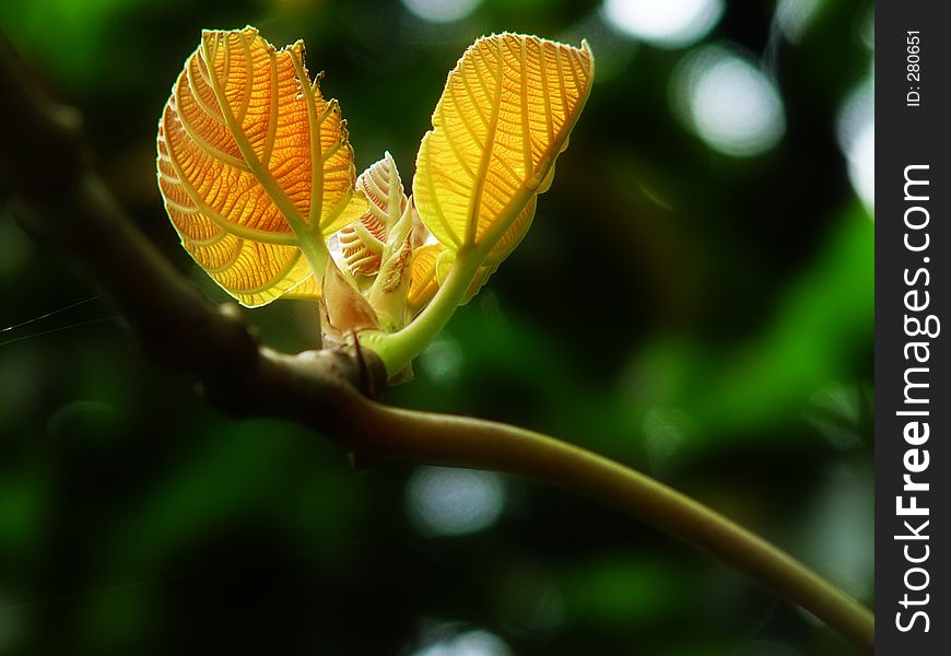 Yellow Leaf Shoot With Backlighting Technique