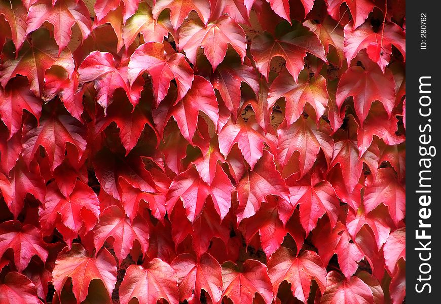 Shot of red leaves. Shot of red leaves