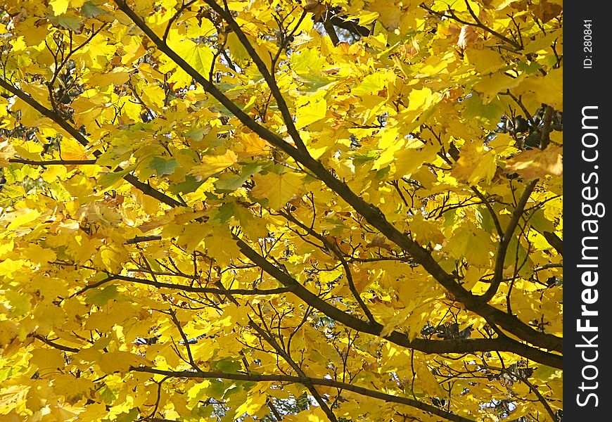 Colorful tree foliage in the fall. Colorful tree foliage in the fall