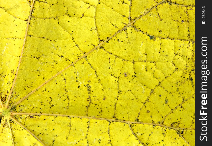 Closeup of maple leaf in fall colors. Closeup of maple leaf in fall colors