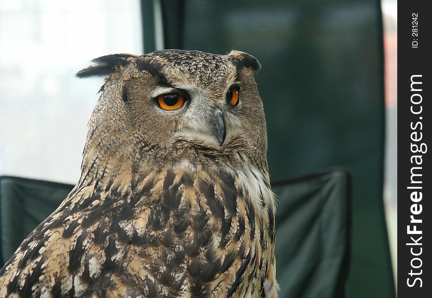 An Eagle Owl