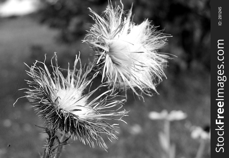 Thistle in Black and white. a little grain present