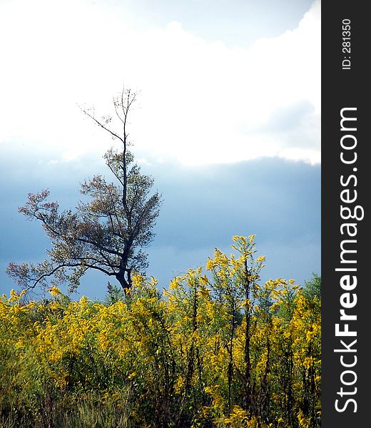 A field of weeds with a single tree in the background. A field of weeds with a single tree in the background.