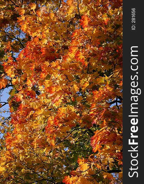 Maple Tree In The Autumn