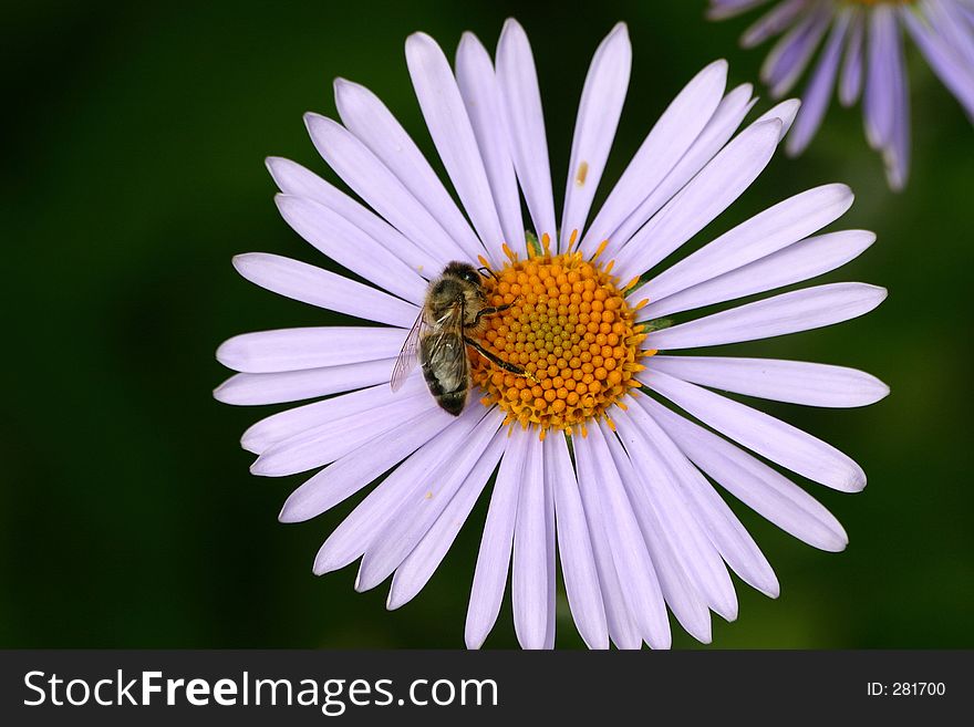 Camomile With A Bee