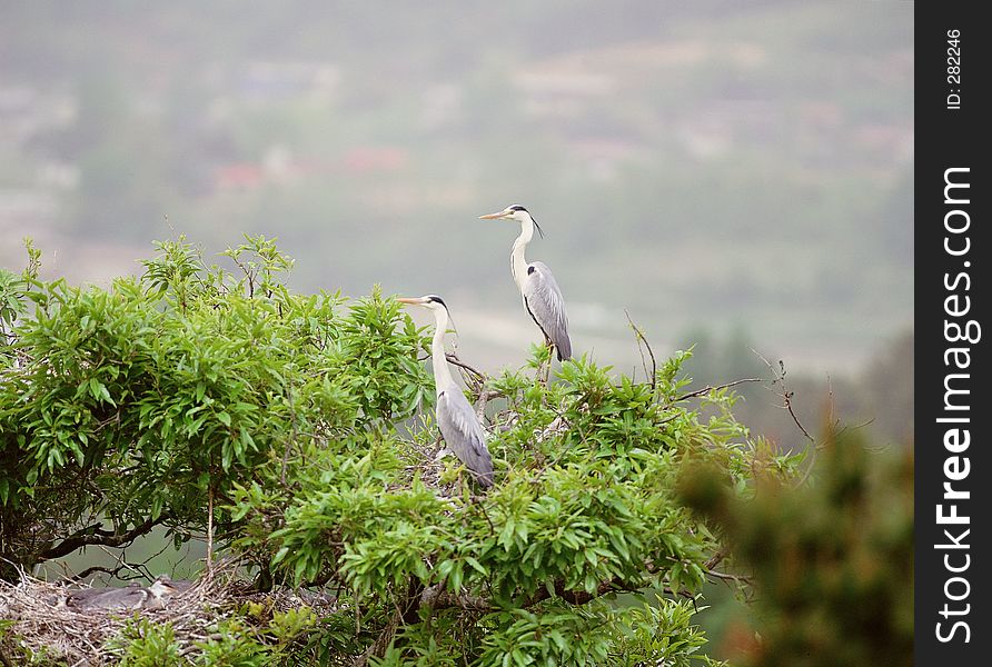 Birds Image