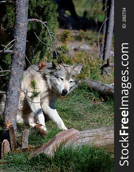 Timber Wolf by tree scratching with hind leg. Timber Wolf by tree scratching with hind leg