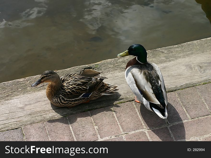 Two Ducks by a River Bank