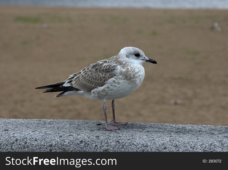 White sea gull at North Dvina bank