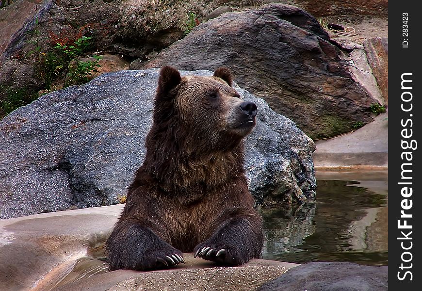 A grizzly bear