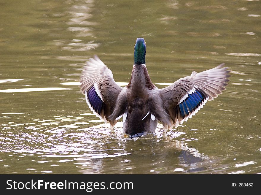 A mallard duck flapping his wings. A mallard duck flapping his wings
