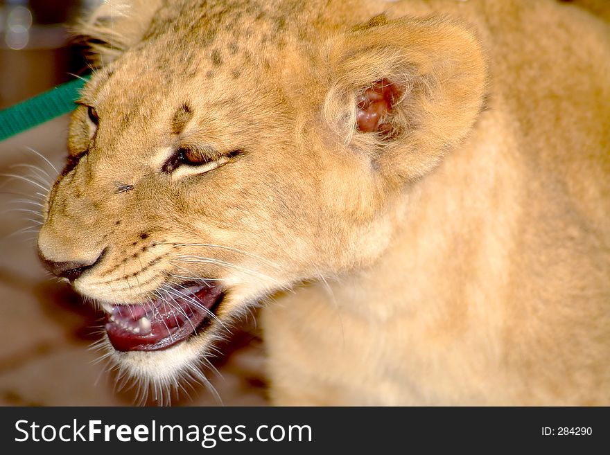 Angry baby lion. Angry baby lion