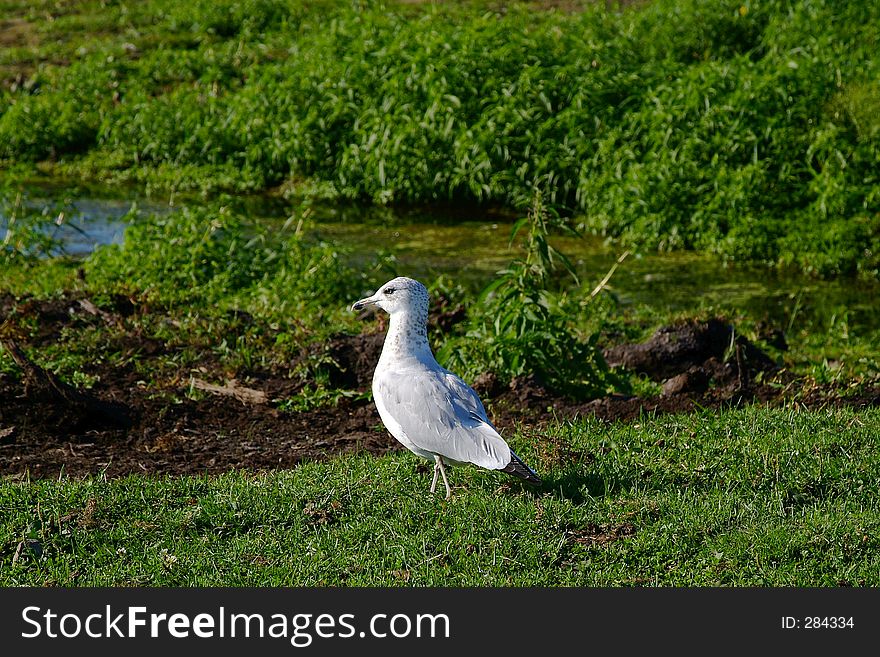 Seagull on grass. Seagull on grass