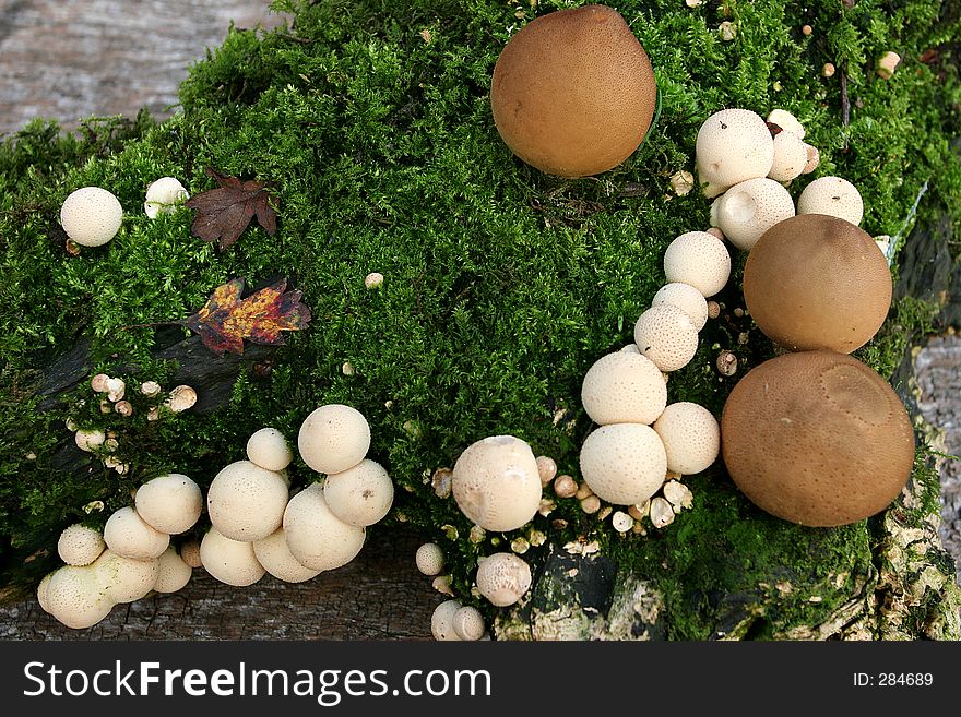 Mushrooms On Moss