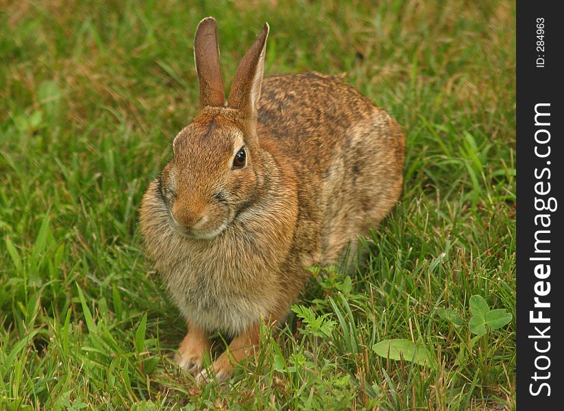Wild bunny sits on grass and poses. Wild bunny sits on grass and poses