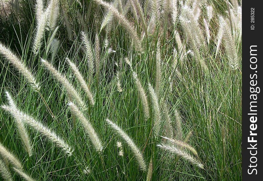 Beautifull grass glowing in late afternoon sun