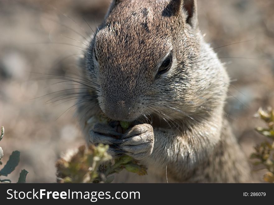 Squirrel Foraging, Close-up