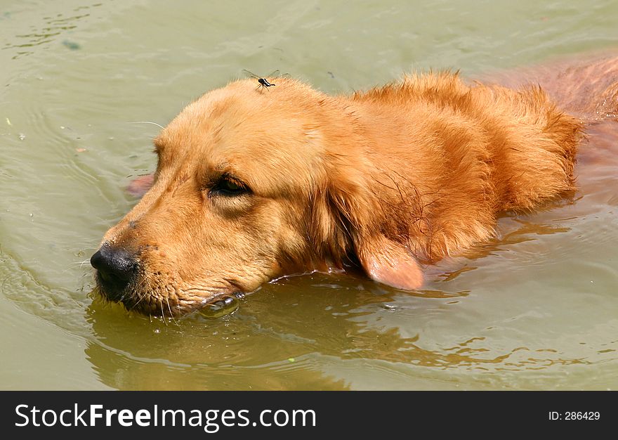 Golden retriever swimming in muddy water with dragonfly on head